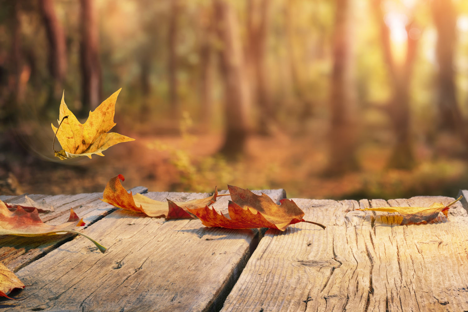 iStock-1414765976